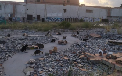 L'actual emplaçament del Solar dels Gats | Cedida